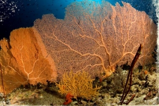  fanáticos de la magia